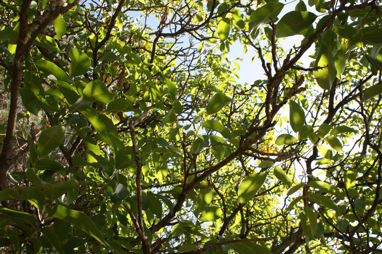 Walnut trees growing strongly at Quarry Bank Fishery