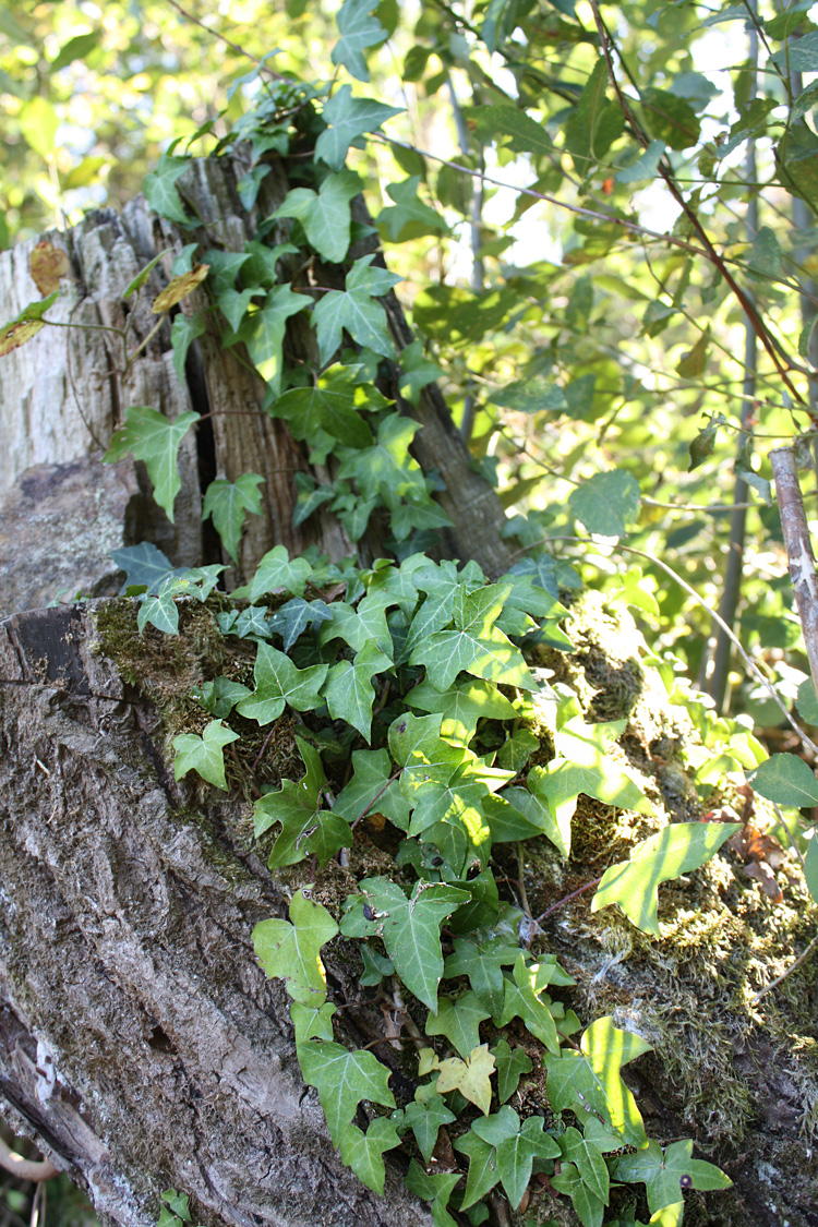 Nature reclaims her own at Quarry Bank Fishery