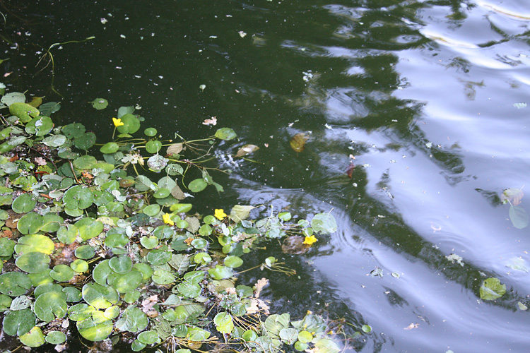 Water at Quarry Bank Fishery