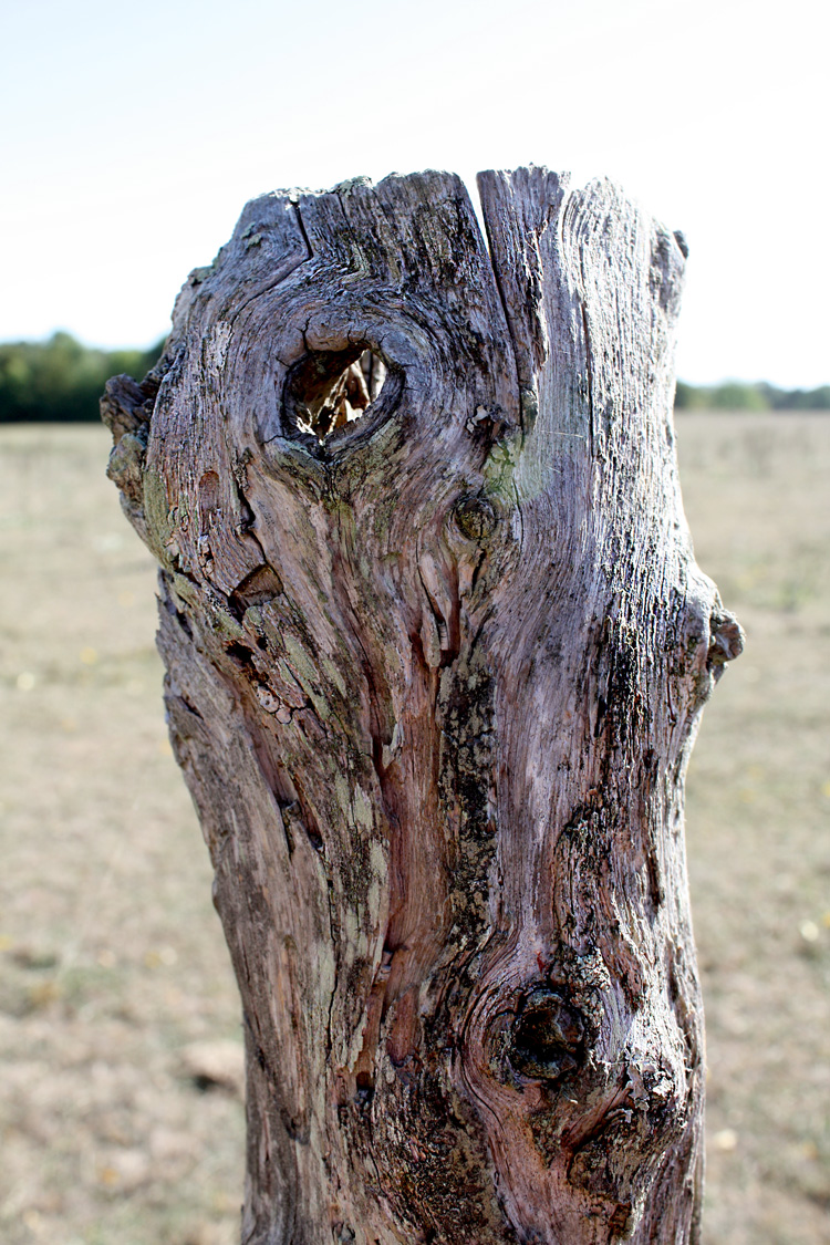 Fencepost at Quarry Bank Fishery