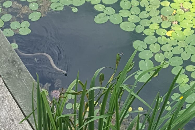 Grass snake at Quarry Bank Fishery, France