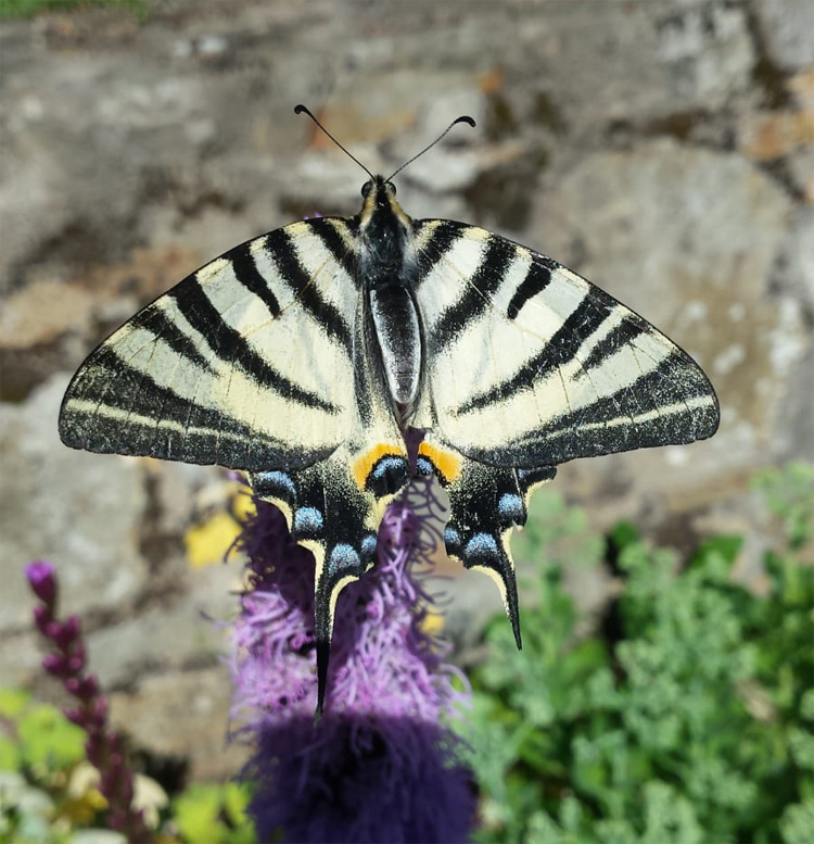 Swallowtail butterfly at Quarry Bank Carp Fishery.