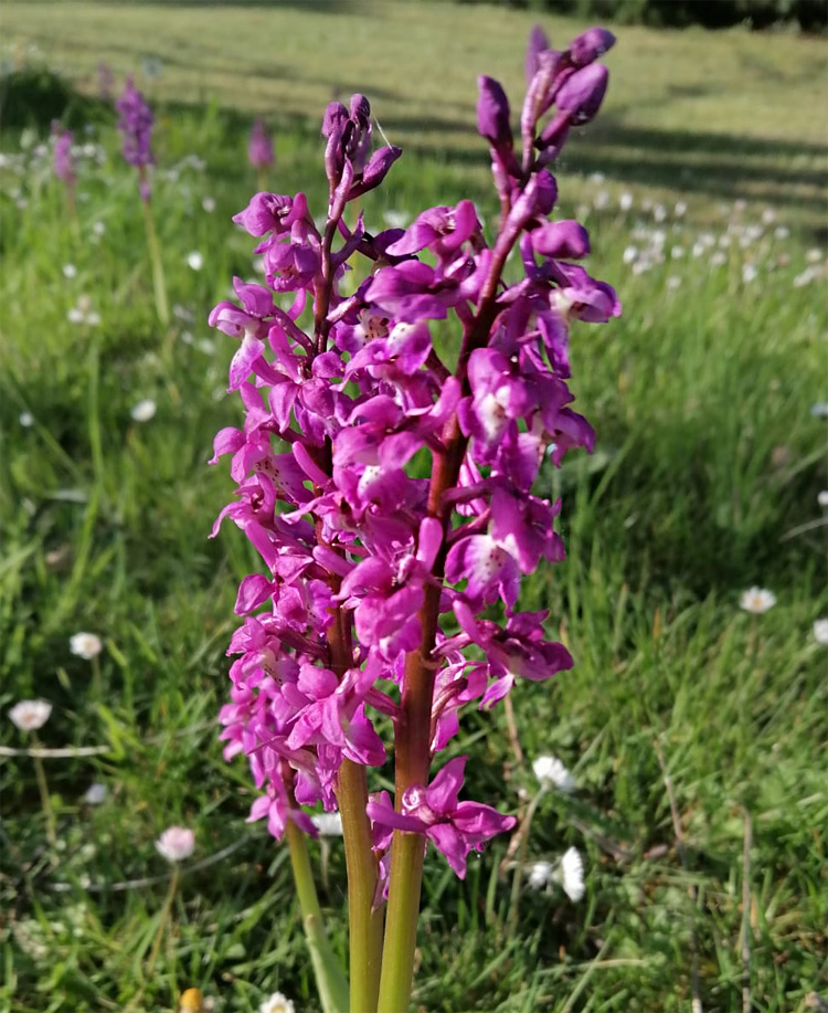 Wild orchid growing at Quarry Bank Fishery