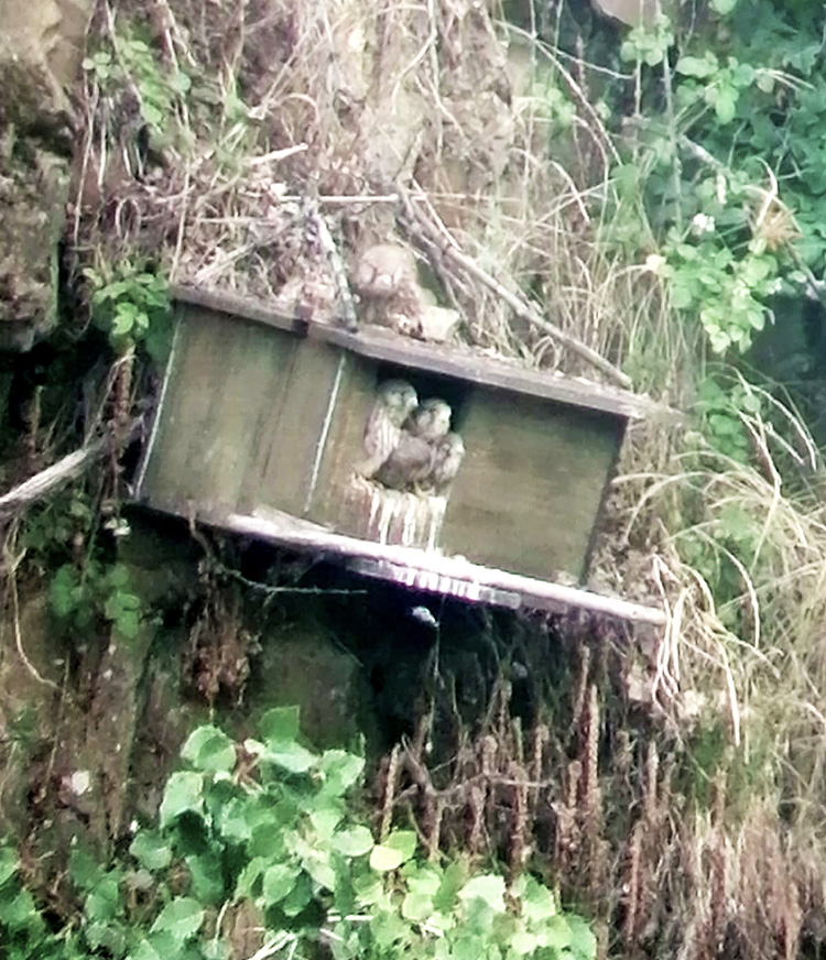 Kestrels at Quarry Bank Fishery, France