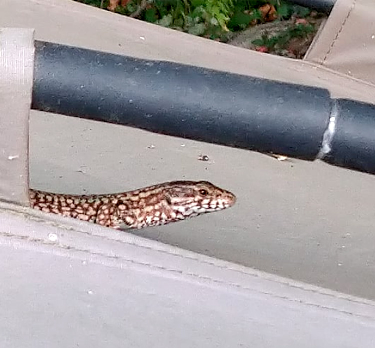 Lizard at Quarry Bank Fishery, France