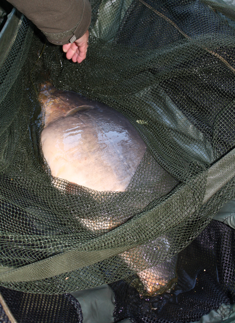 Shaun Harrison's carp from Quarry Bank Fishery, France