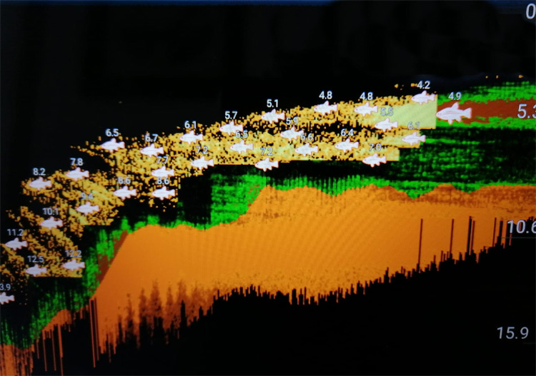 Quarry Bank Fishery - sonar