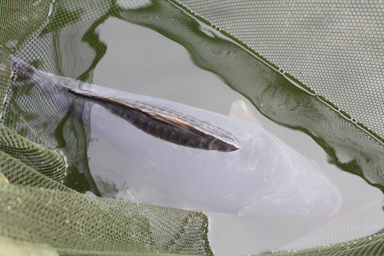 Quarry Bank Fishery carp, safely in the net.