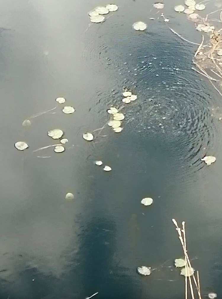 Eruption of bubbles at Quarry Bank fishery