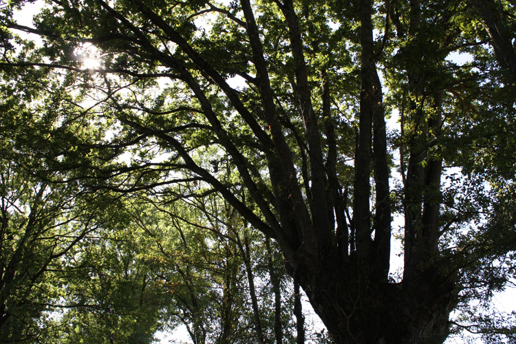 The pollarded oak by the driveway at Quarry Bank Fishery