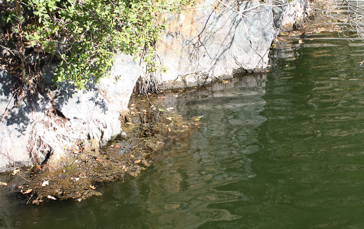 The quarry face where so many lives were lost at Quarry Bank Fishery