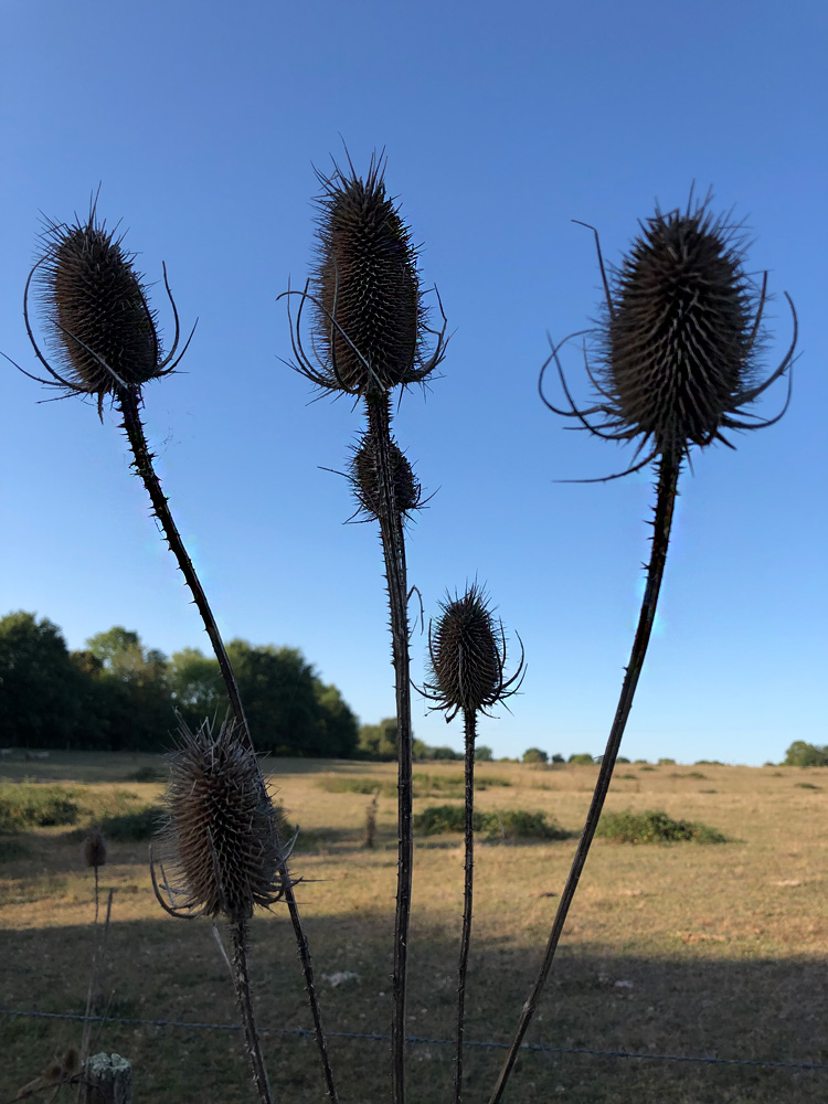 Teasels growing strong, sheltered from winds at Quarry Bank Fishery